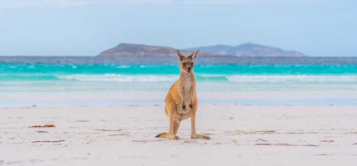 kangaroo joey standing on sandy beach