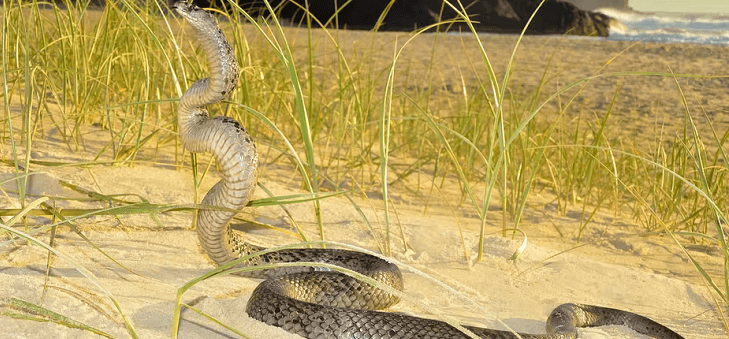 Australia is the lucky country when it comes to snakes