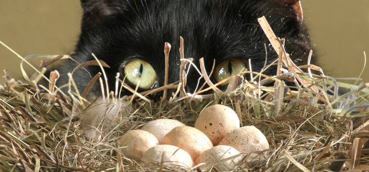 eggs in a nest being eyed by a black cat