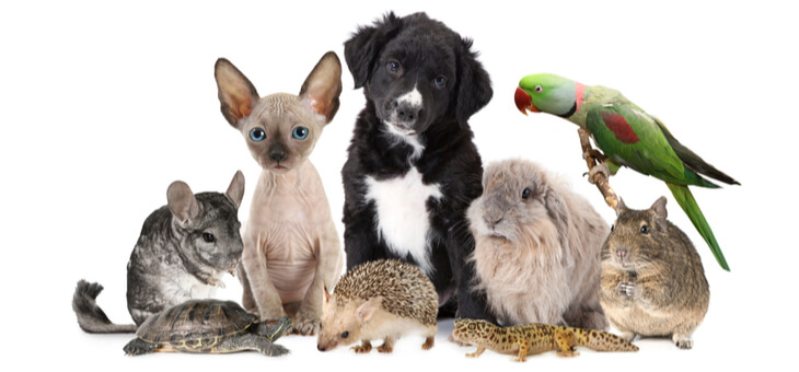 dog, cat, rabbit, turtle, parrot, guinea pig