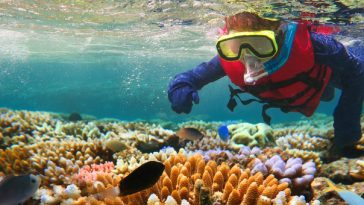 man snorkelling over coral on great barrier reef