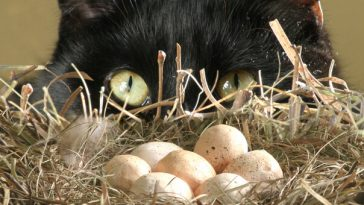 eggs in a nest being eyed by a black cat