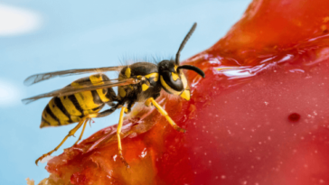 wasp on piece of fruit