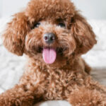 toy poodle lying on bed
