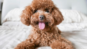 toy poodle lying on bed
