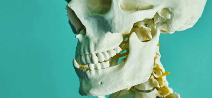 Skull with teeth