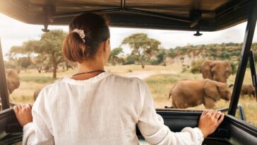 woman looking at elephants on safari