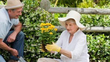 elderly couple gardening
