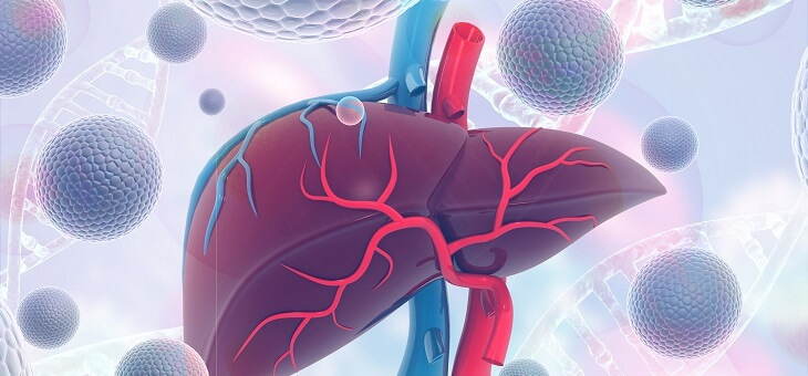 digital graphic of human liver