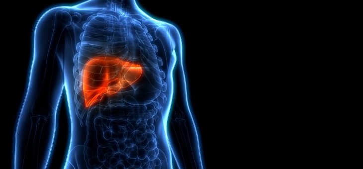 3d graphic of liver inside human body