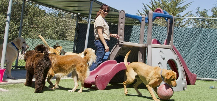 dogs playing at boarding kennel