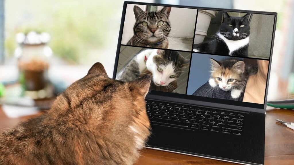 cat watching funny videos of other cats