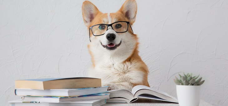 corgi wearing glasses and reading books