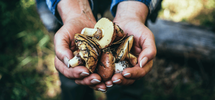 man holding freshly picked mushrooms