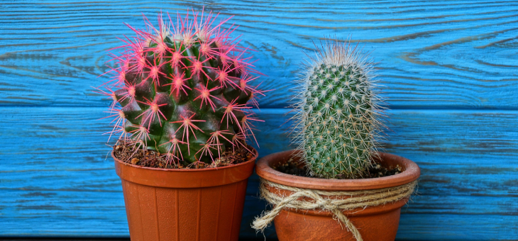 Cactuses in pot plants