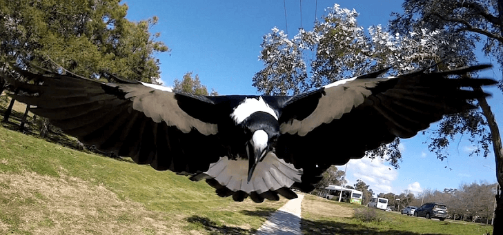 magpie swooping unsuspecting victim
