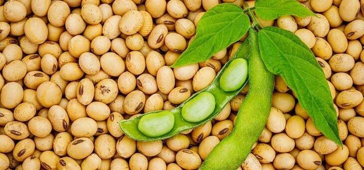 do soy beans cause cancer?