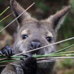 wallaby chewing on grass