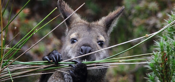 wallaby chewing on grass