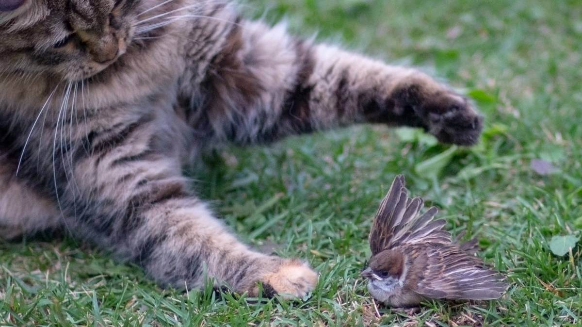 Cat about to kill a bird