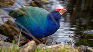 A takahe bird