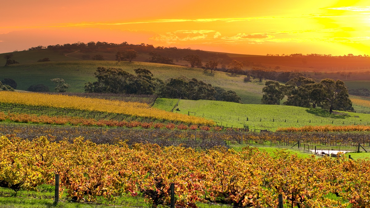 barossa valley wine region south australia