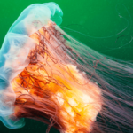 Magnificent jelly fish