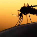 mosquitoes can spread japanese encephalitis