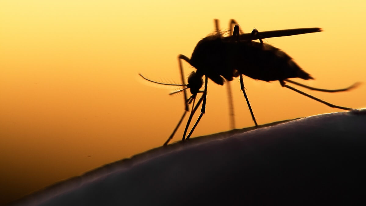 mosquitoes can spread japanese encephalitis