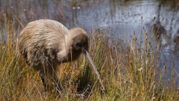 kiwi bird in the wild
