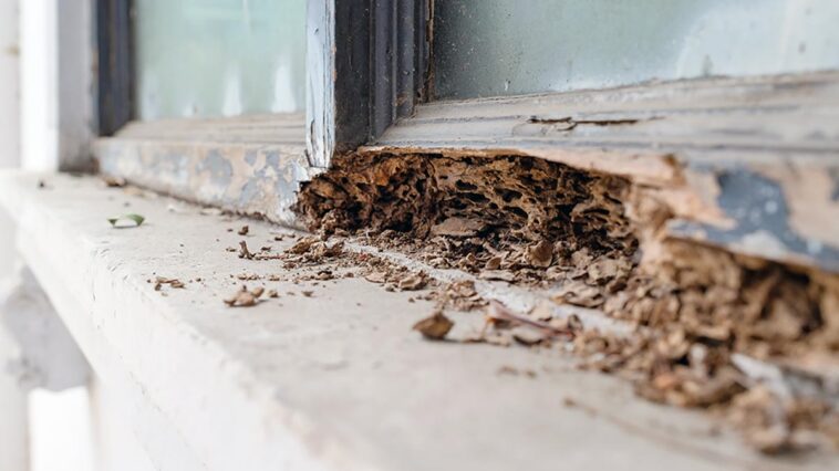 Window frame damaged by termites