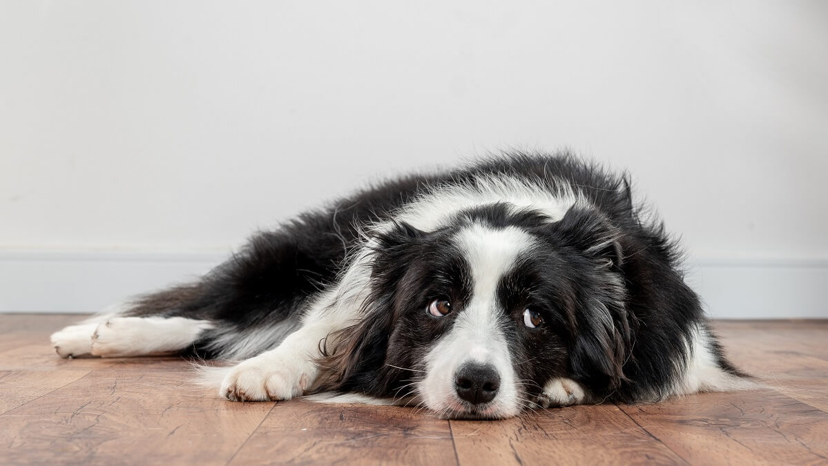 stress can be detected by dogs