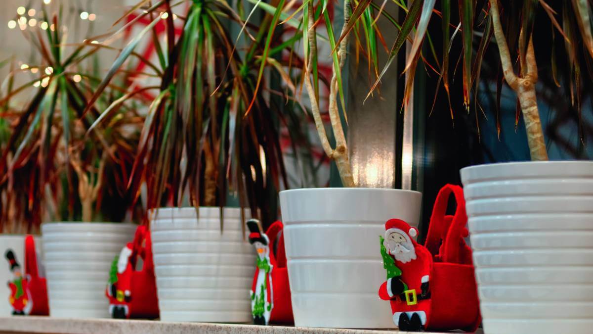 Houseplants lined up with Santa decorations