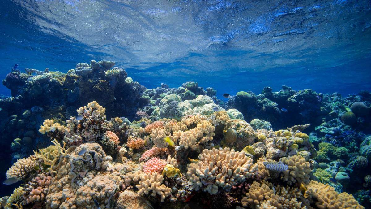 Coral under water in the Great Barrier Reef