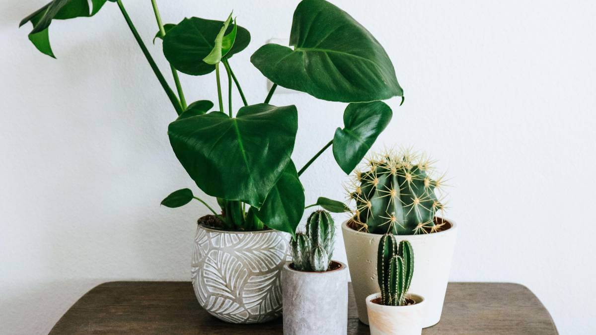 A collection of houseplants in pots