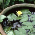 Water feature with lily pads and yellow flower