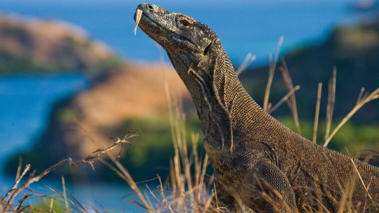komodo dragons are the largest lizard in the world