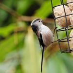 Bird perched on a bird feeder in garden