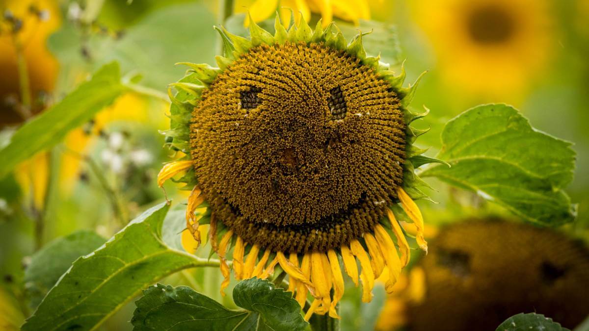 A sunflower with a smiley face
