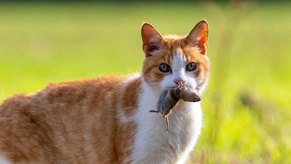roaming cats eat wildlife