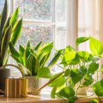 different houseplants on window sill