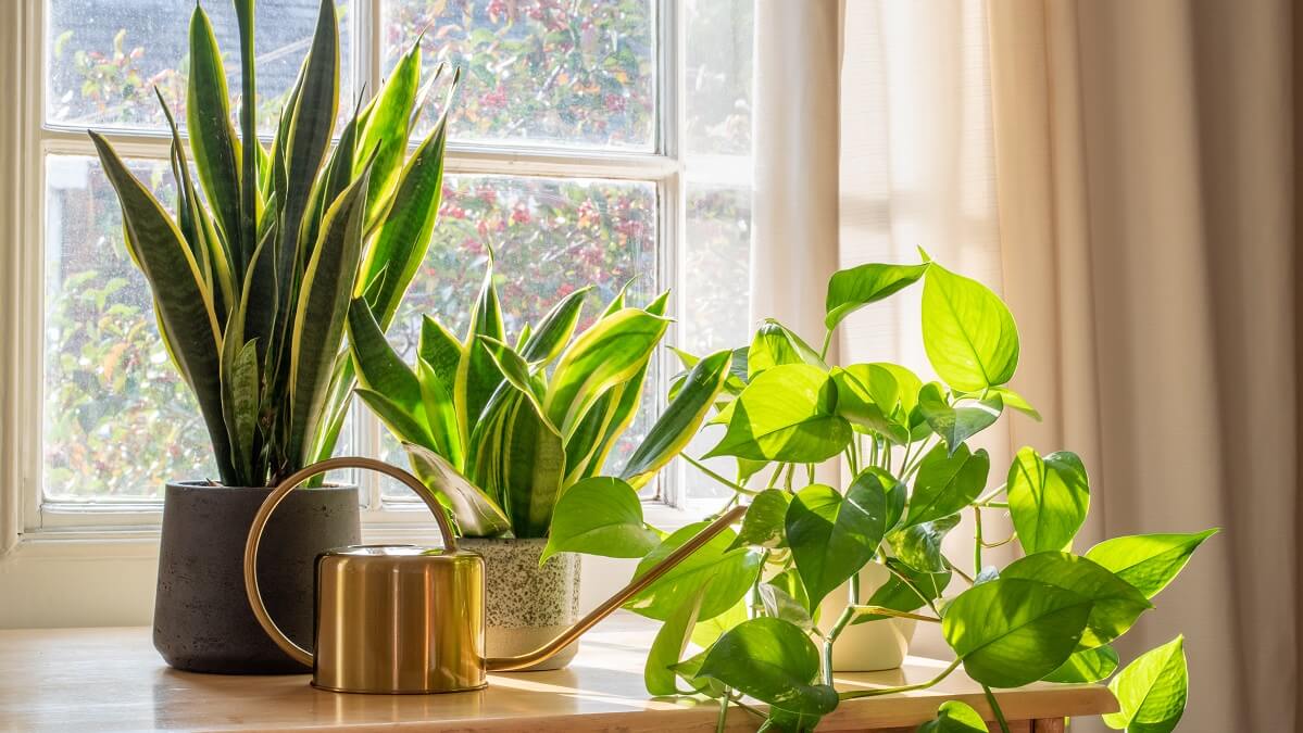 different houseplants on window sill