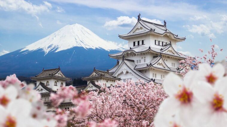 Mt Fuji and cherry blossoms