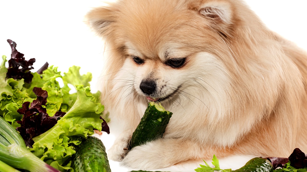 A dog eating a zucchini
