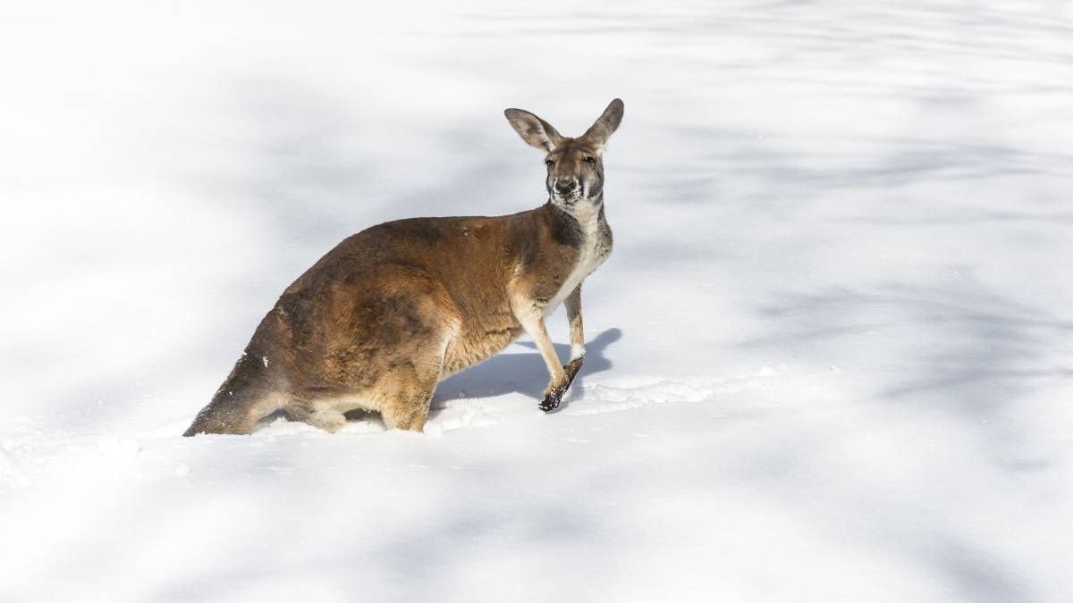 A kangaroo in snow