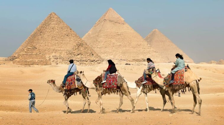 Camels in front of pyramids