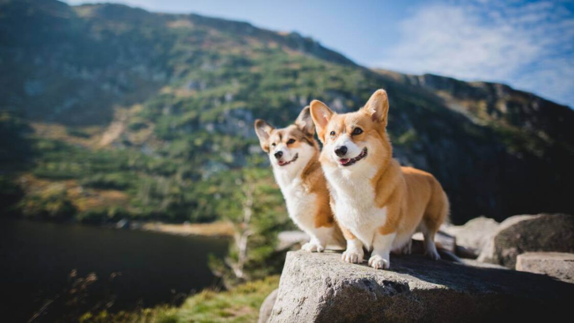 best-dog-breeds-for-seniors-yourlifechoices