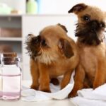 two puppies and bottle of essential oils
