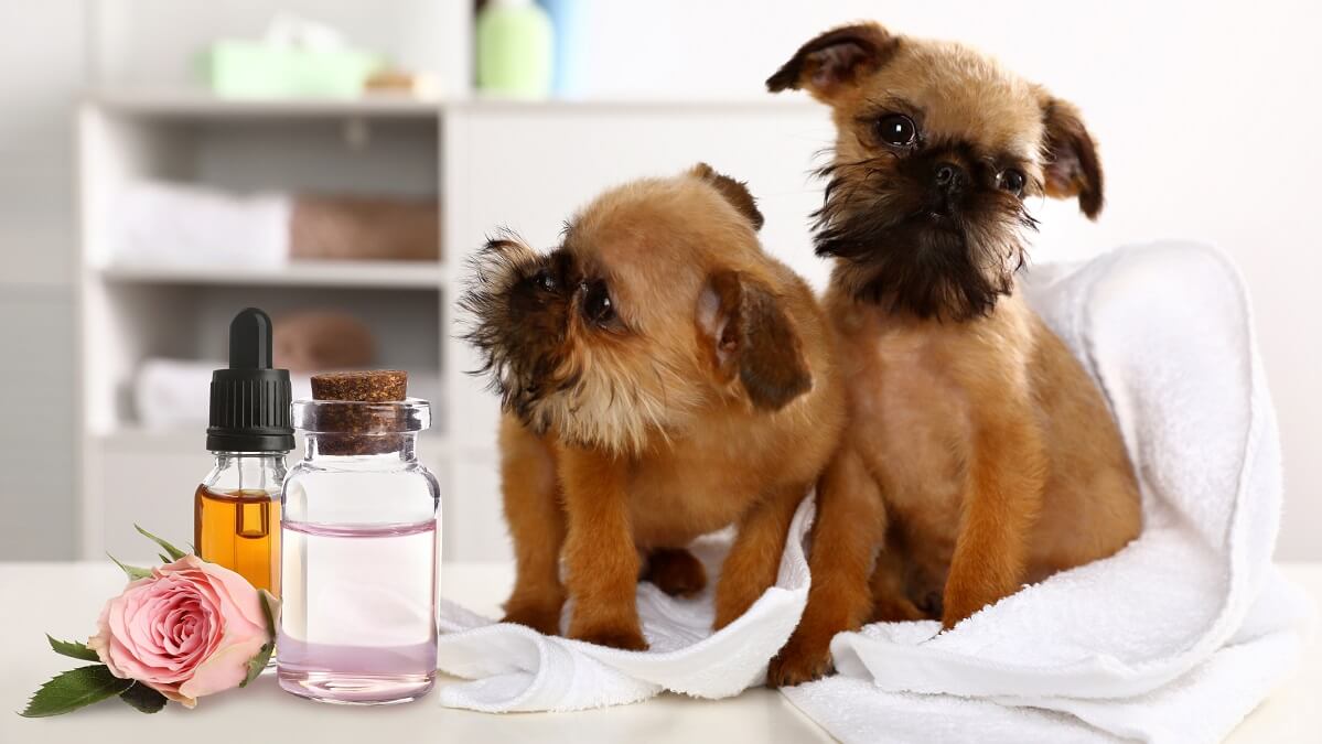 two puppies and bottle of essential oils