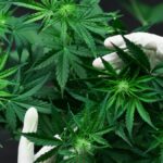 medicinal cannabis use is on the rise